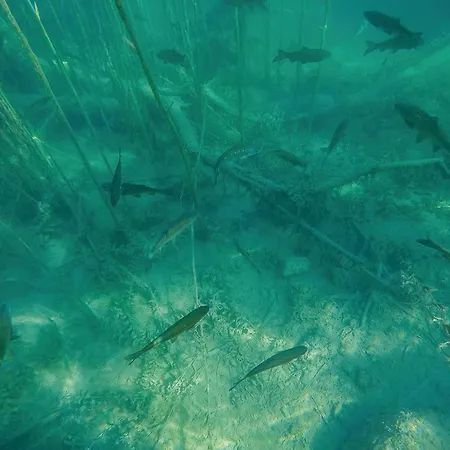 Four-bedroom In Miljevci Nyaraló Bristane